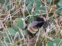 Bombus terricola image