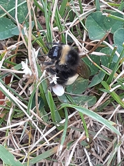 Bombus terricola image