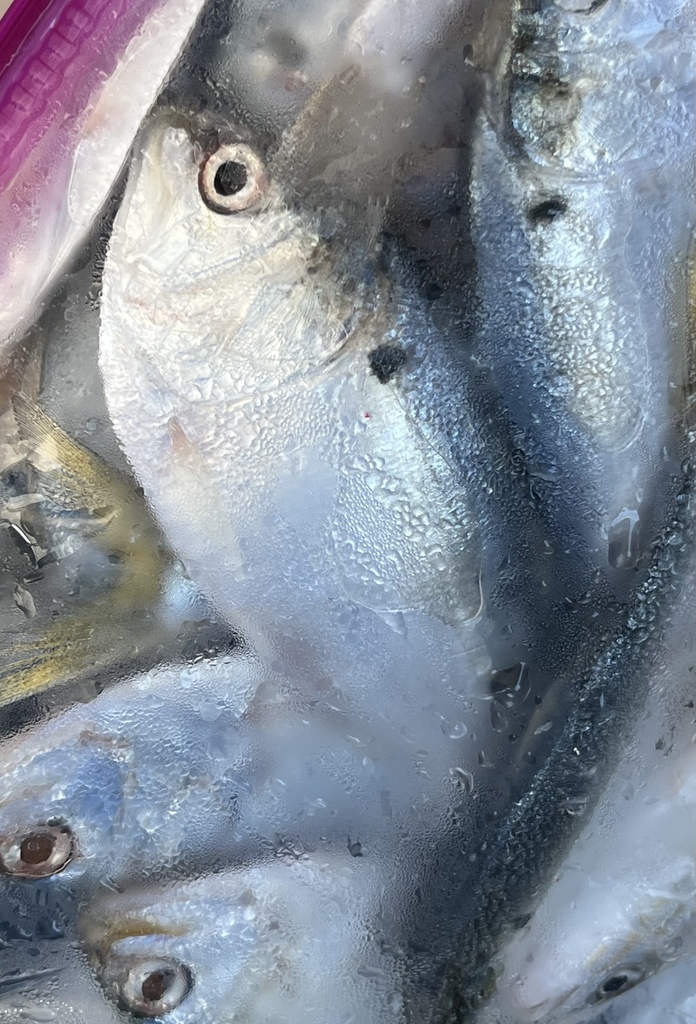 Gulf Menhaden from Sportsplex Marina, Port Aransas, TX, US on July 25 ...