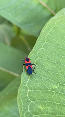 Oncopeltus fasciatus