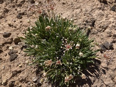 Abronia bigelovii