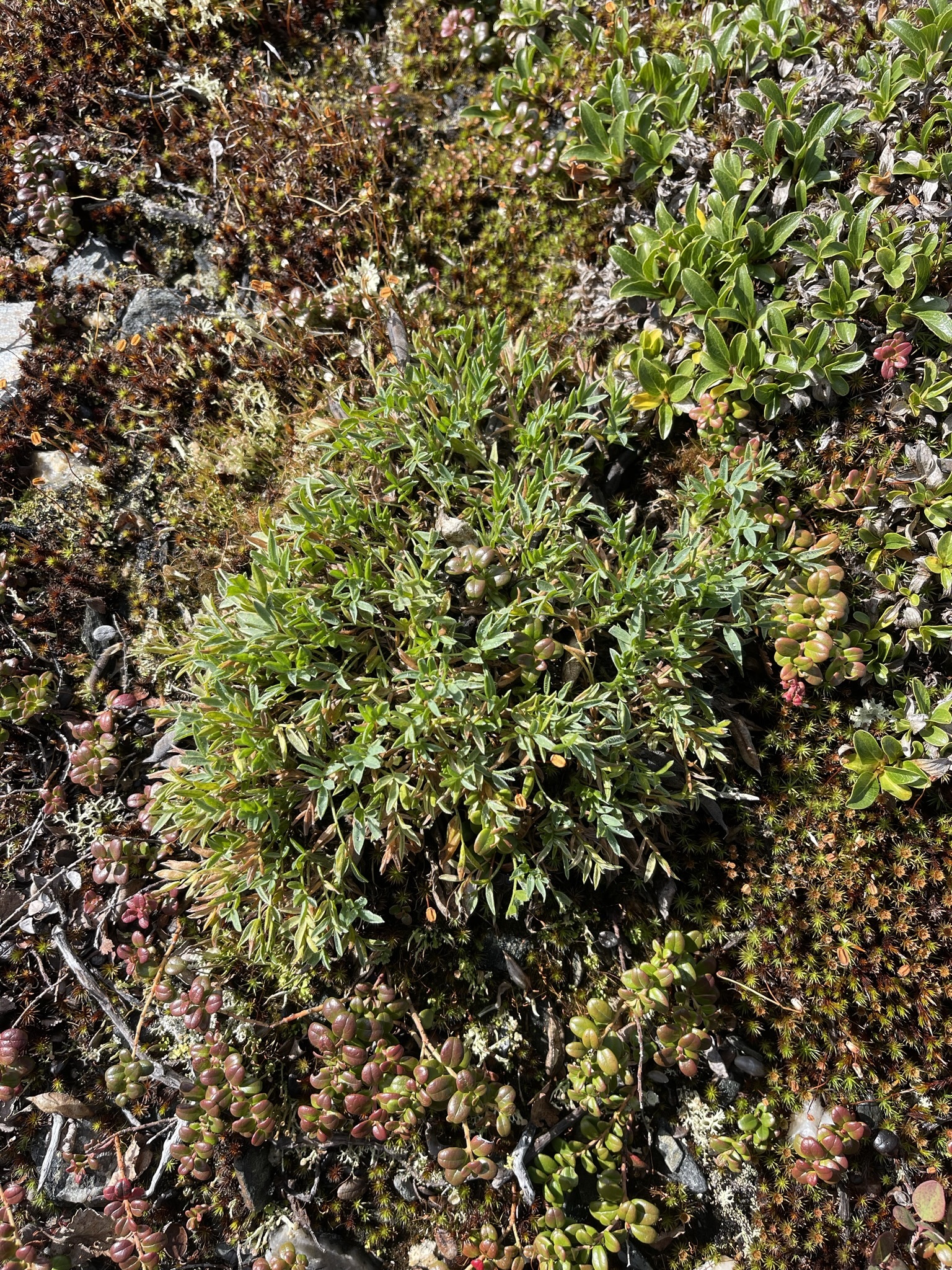 Oxytropis kokrinensis