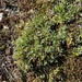 Kokrines Locoweed - Photo (c) Brandon Corder, some rights reserved (CC BY-NC), uploaded by Brandon Corder