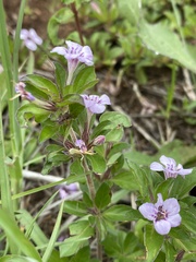 Dyschoriste microphylla