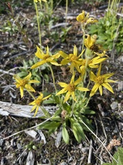 Arnica griscomii, photograph Brandon Corder, CC BY, iNaturalist via GBIF
