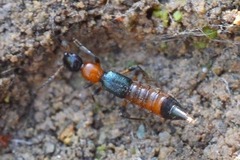 Paederus limnophilus