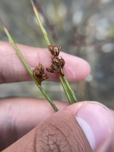 Image of Juncus arcticus by (c) Brandon Corder, some rights reserved (CC BY)