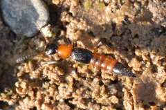 Paederus limnophilus