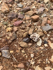 Pogonomyrmex bicolor