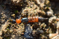 Paederus limnophilus