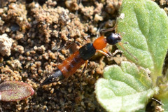 Paederus limnophilus