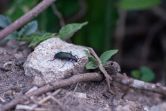 Strongylium auratum
