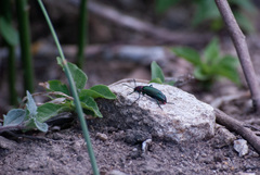 Strongylium auratum