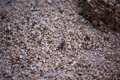 Traumatomutilla indica