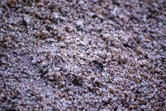 Traumatomutilla indica