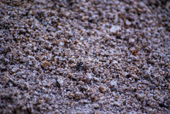 Traumatomutilla indica