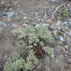 Artemisia hyperborea
