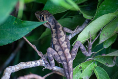 Stenocercus erythrogaster