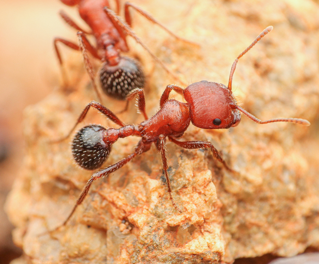Bicolored Harvester Ant