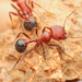 Bicolored Harvester Ant - Photo (c) Mason S., some rights reserved (CC BY-NC), uploaded by Mason S.