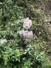 Neomirandea angularis