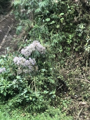 Neomirandea angularis