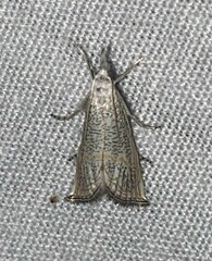 Haimbachia placidellus