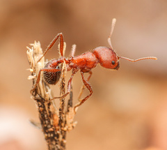 Pogonomyrmex bicolor