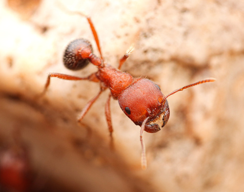Bicolored Harvester Ant