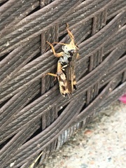 Melanoplus fasciatus
