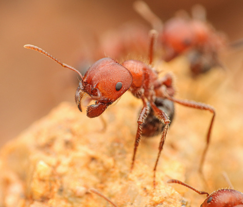 Bicolored Harvester Ant