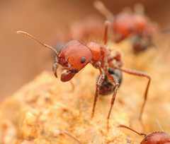 Pogonomyrmex bicolor