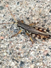 Melanoplus fasciatus