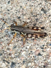 Melanoplus fasciatus