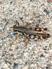 Melanoplus fasciatus
