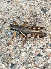 Melanoplus fasciatus