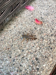 Melanoplus fasciatus