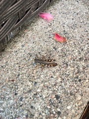 Melanoplus fasciatus