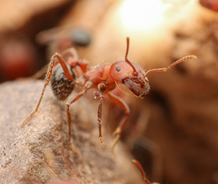 Pogonomyrmex bicolor