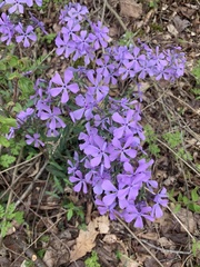 Phlox pilosa pilosa