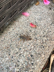 Melanoplus fasciatus