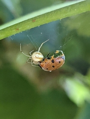 Theridion neomexicanum