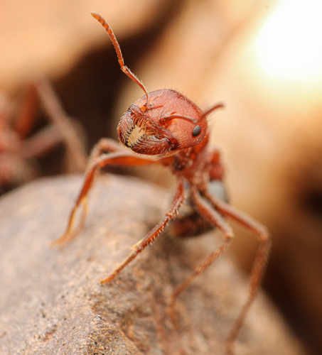 Bicolored Harvester Ant