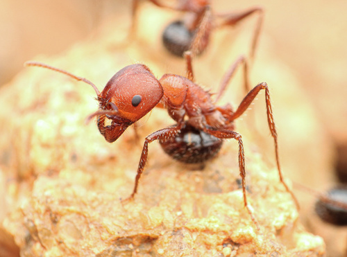 Bicolored Harvester Ant