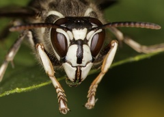 Dolichovespula maculata