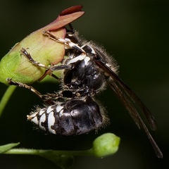 Dolichovespula maculata