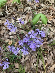 Phlox pilosa pilosa