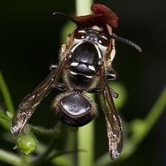 Dolichovespula maculata
