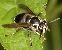 Dolichovespula maculata