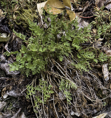 Cryptogramma acrostichoides